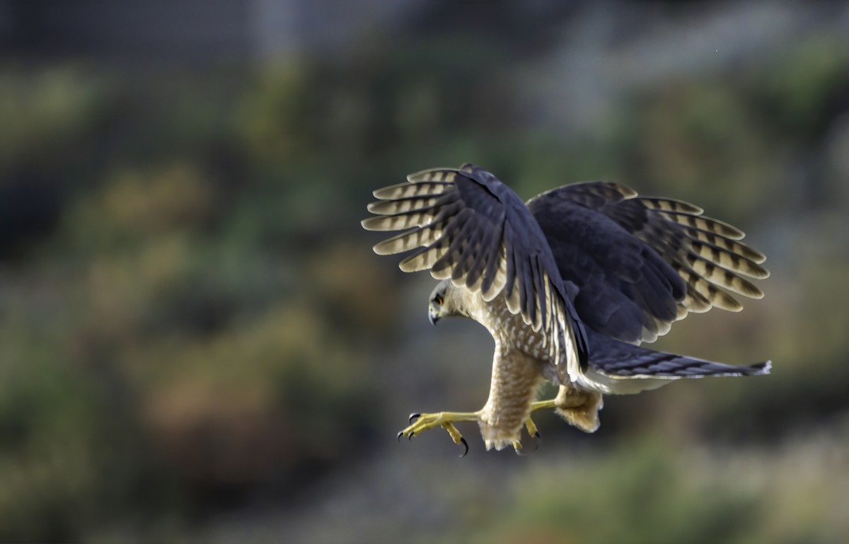 Cooper's Hawk - ML642497975
