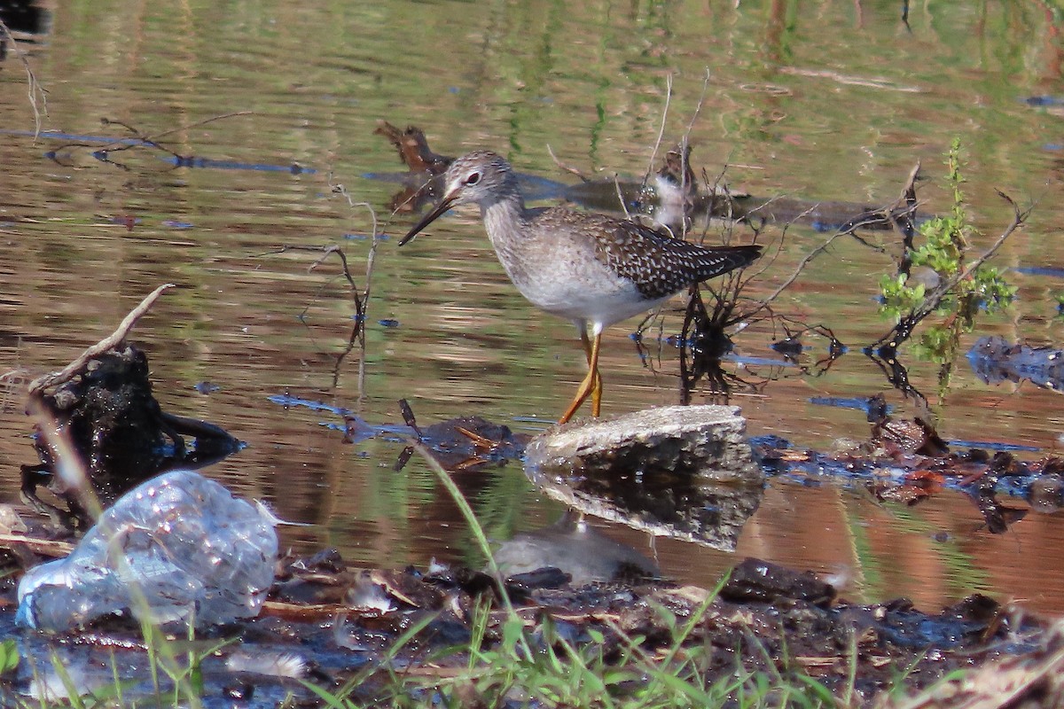 gulbeinsnipe - ML642497992