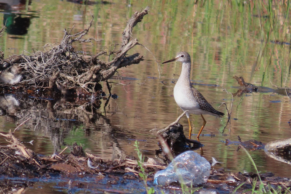 gulbeinsnipe - ML642497993