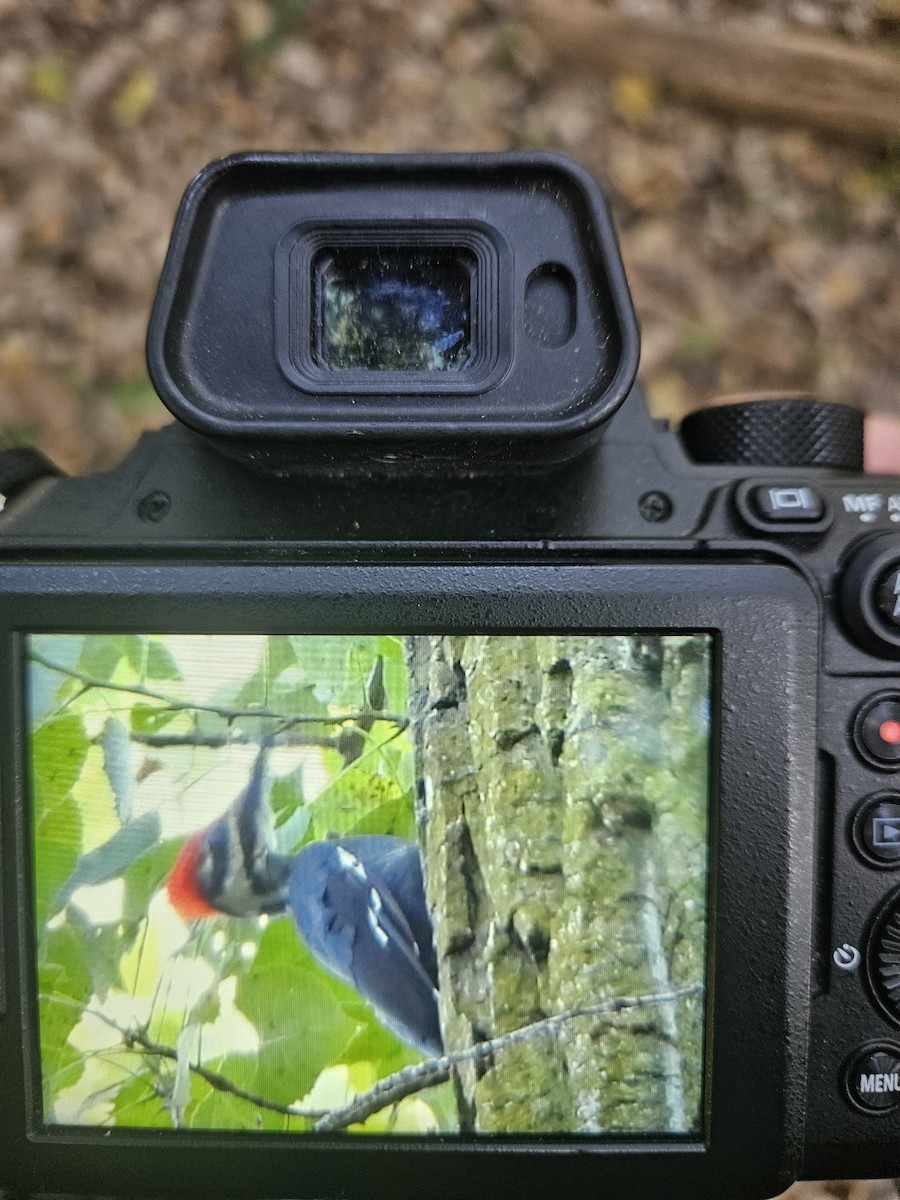 Pileated Woodpecker - ML642498014