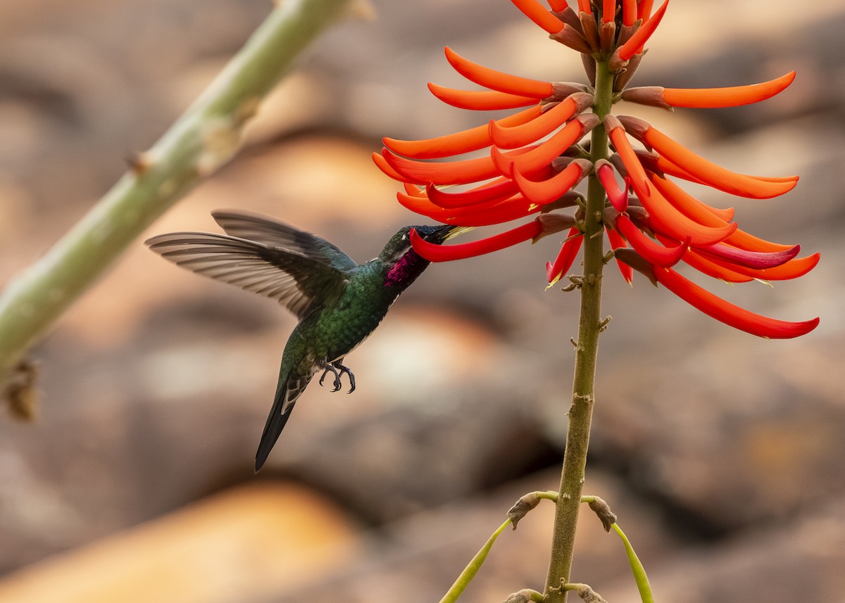 Stripe-breasted Starthroat - ML642498056