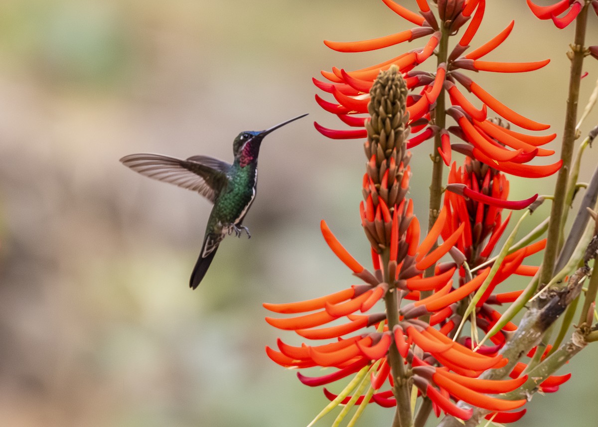 Stripe-breasted Starthroat - ML642498061