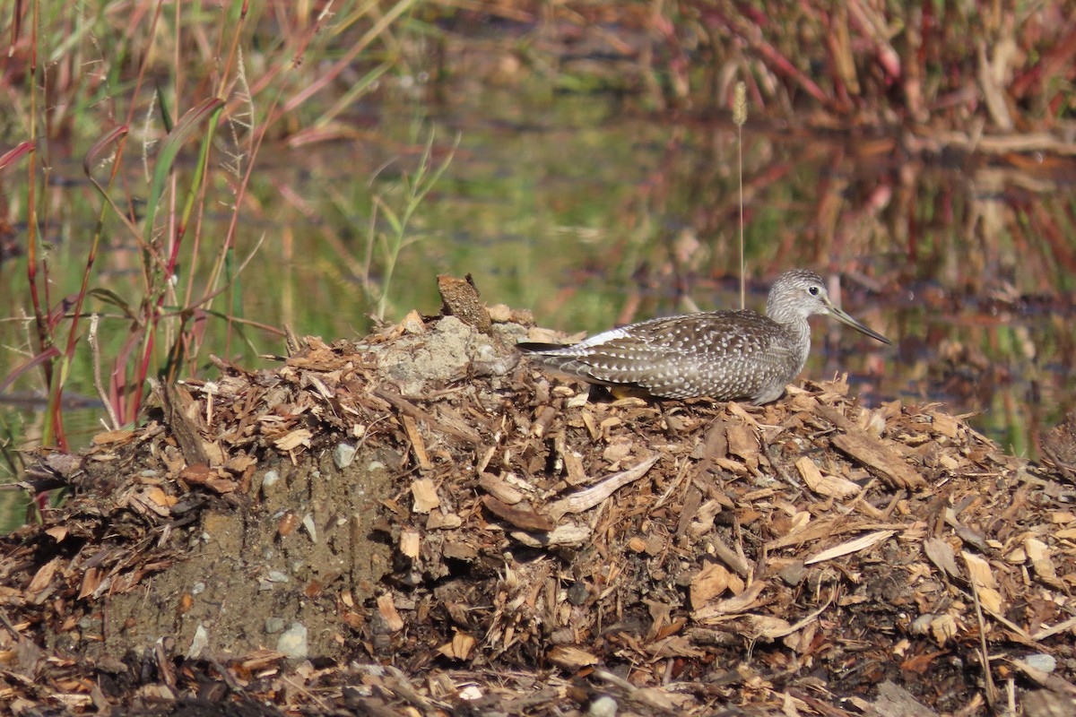 plystresnipe - ML642498069