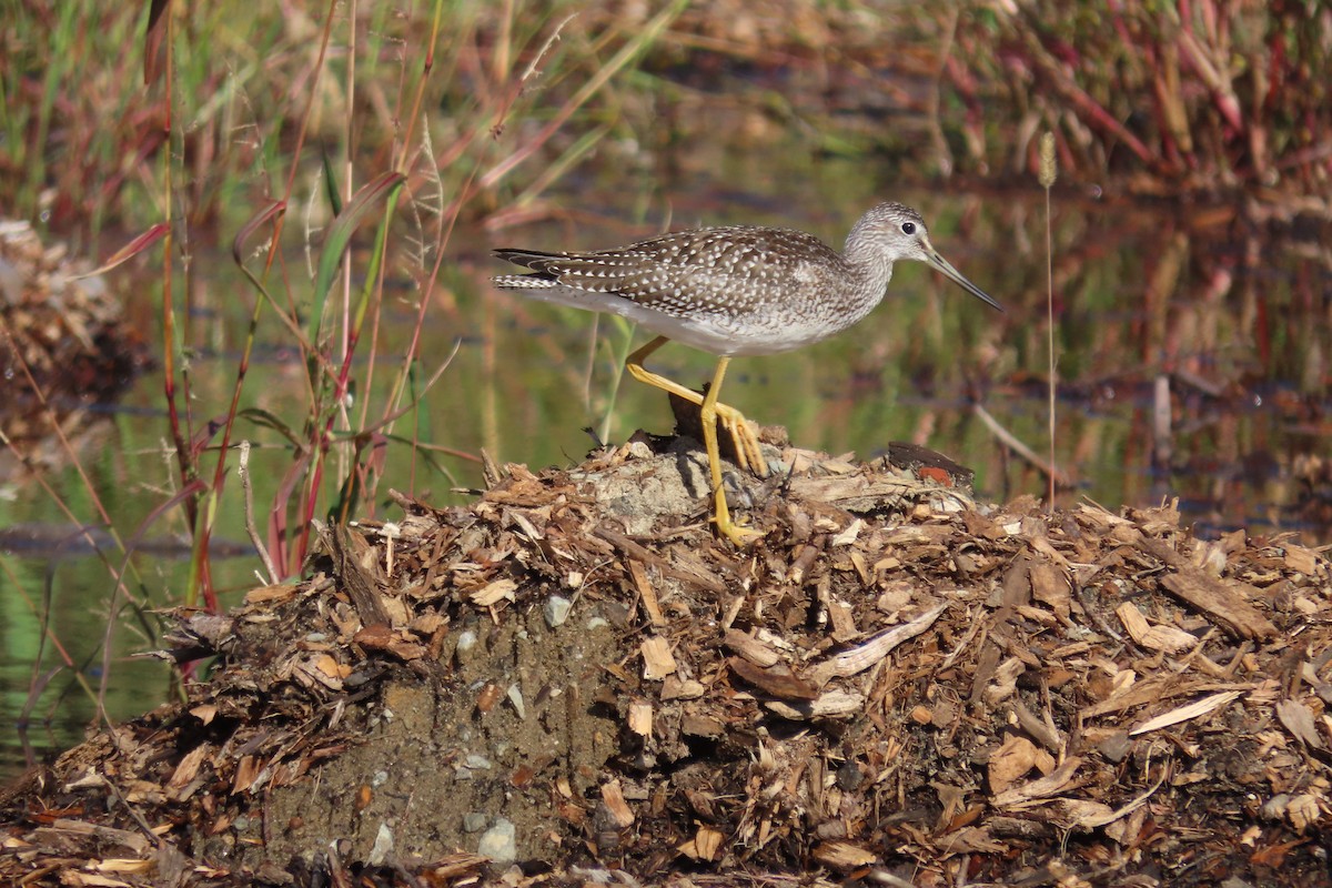 plystresnipe - ML642498070