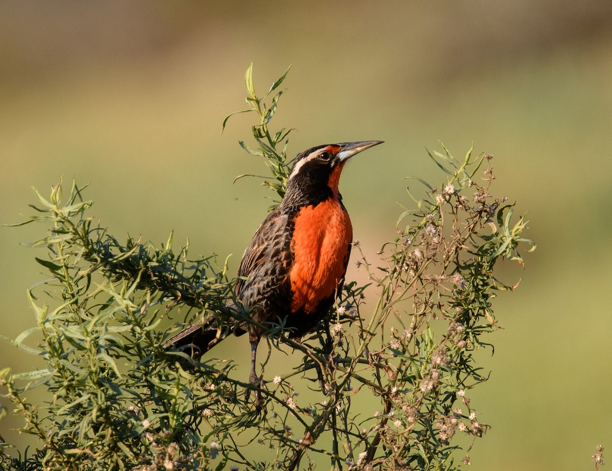 Long-tailed Meadowlark - ML642498074