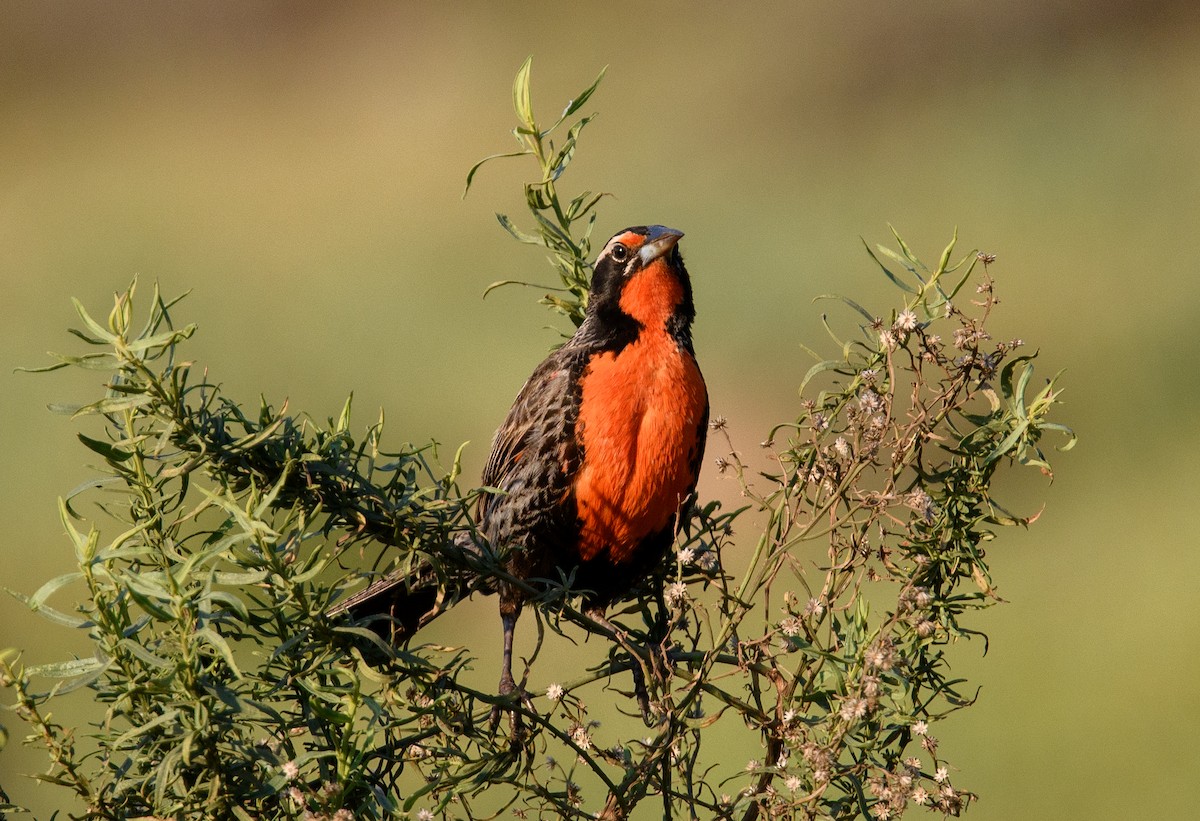 Long-tailed Meadowlark - ML642498094