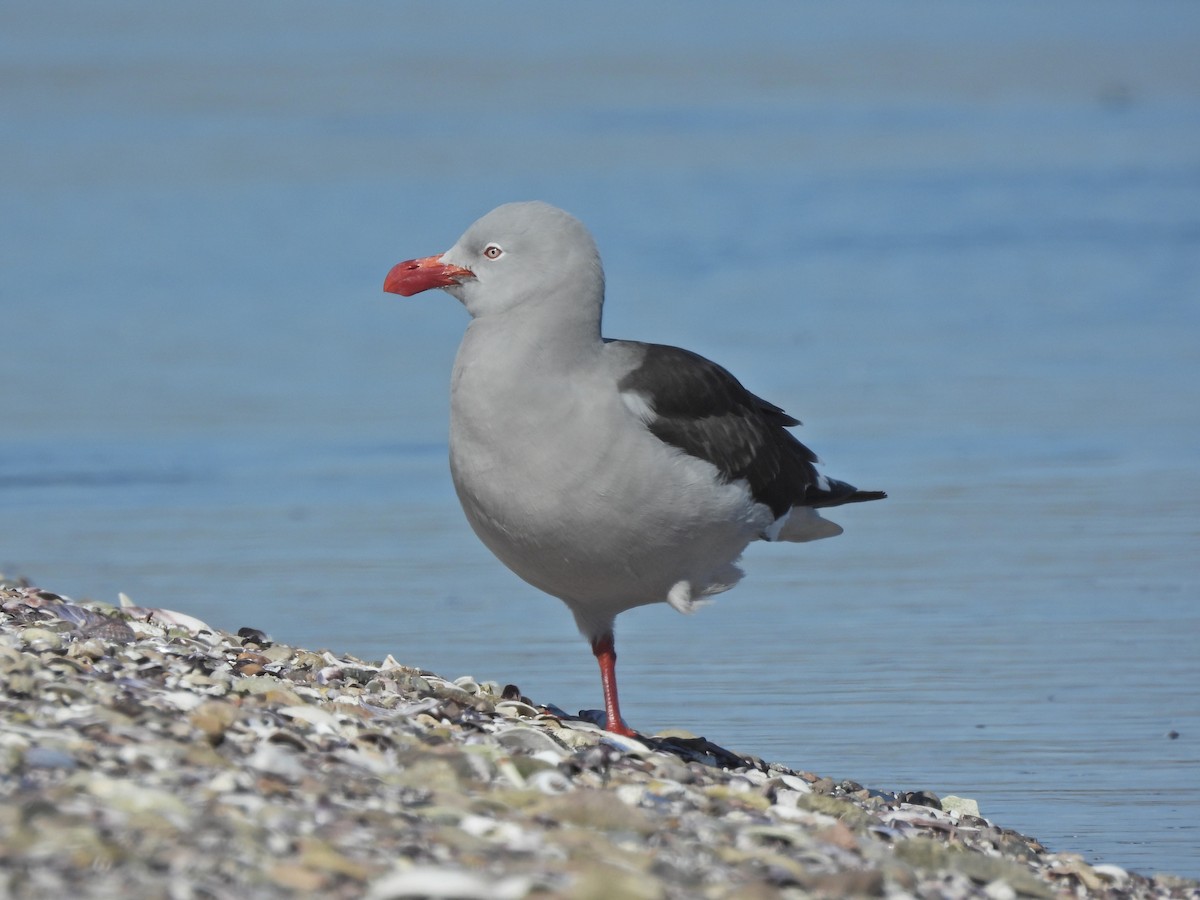 Dolphin Gull - ML642498096