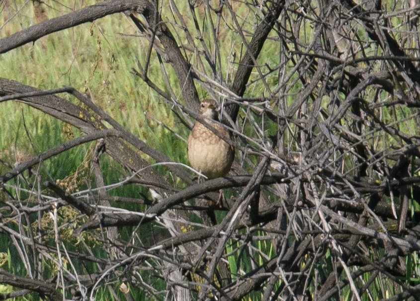 Buff-winged Cinclodes - ML642498114