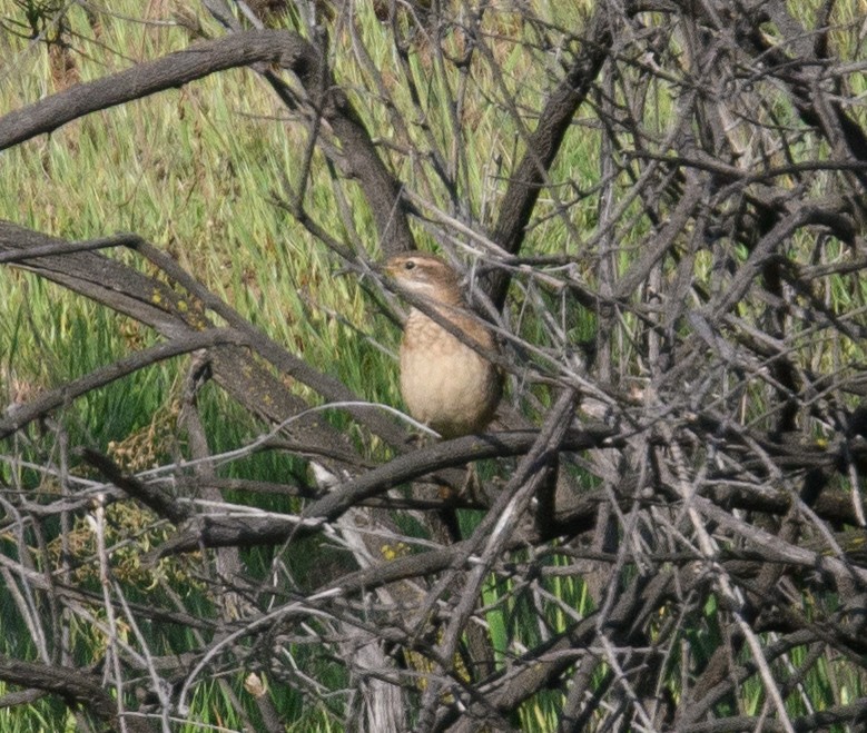 Buff-winged Cinclodes - ML642498116