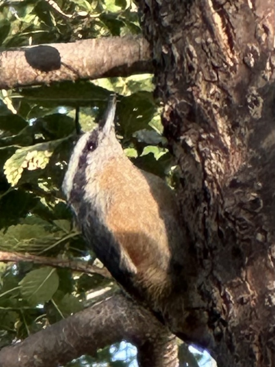 Red-breasted Nuthatch - ML642498129