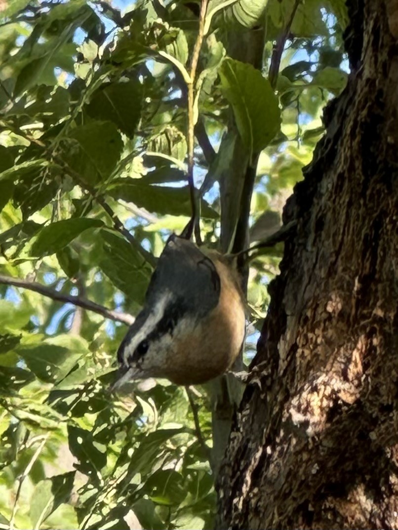 Red-breasted Nuthatch - ML642498130