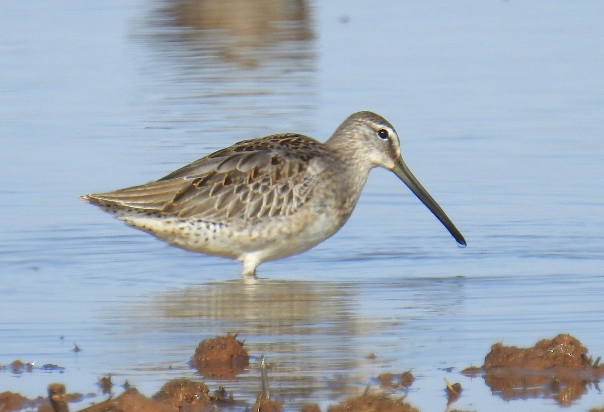 Short-billed/Long-billed Dowitcher - ML642498137