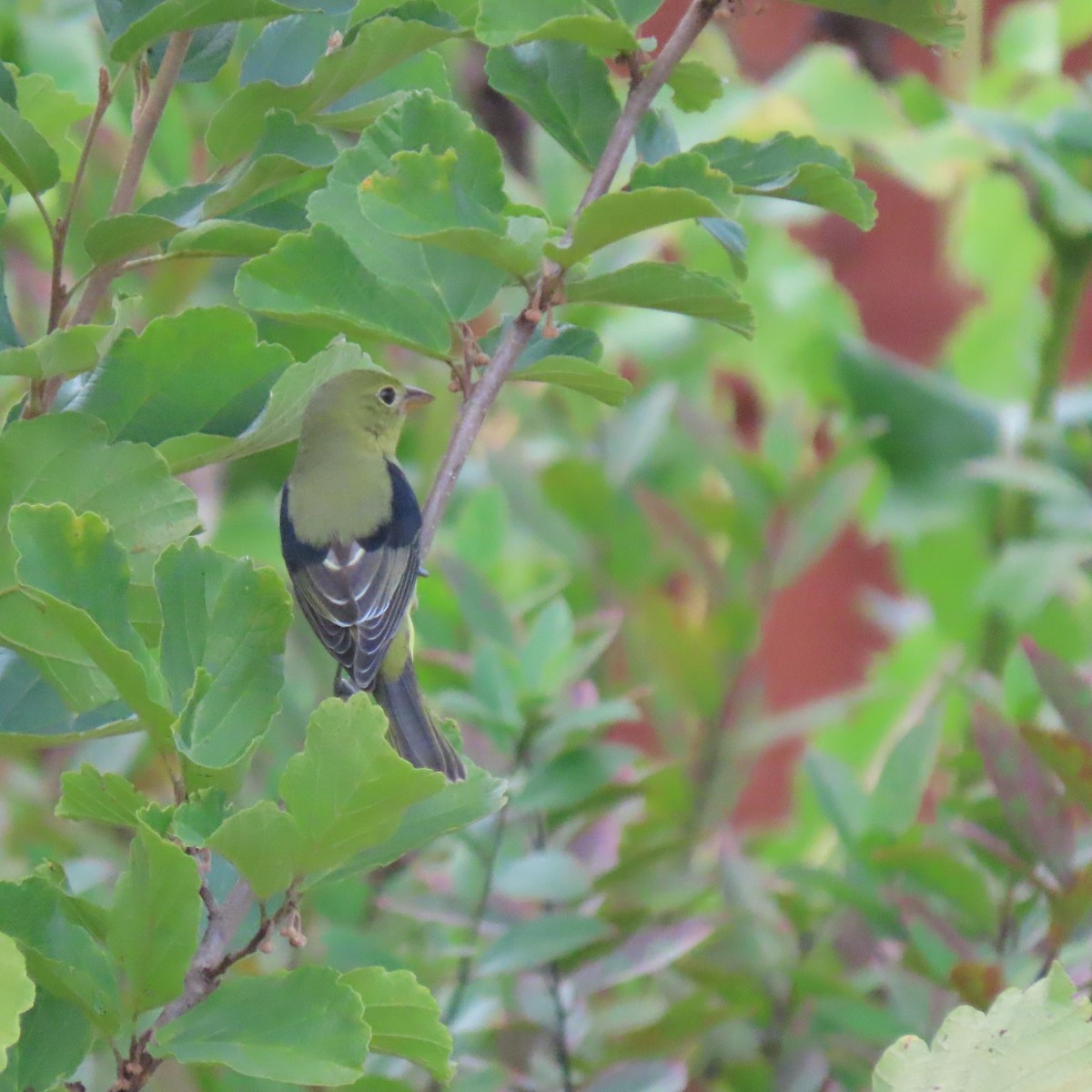 Scarlet Tanager - ML642498151