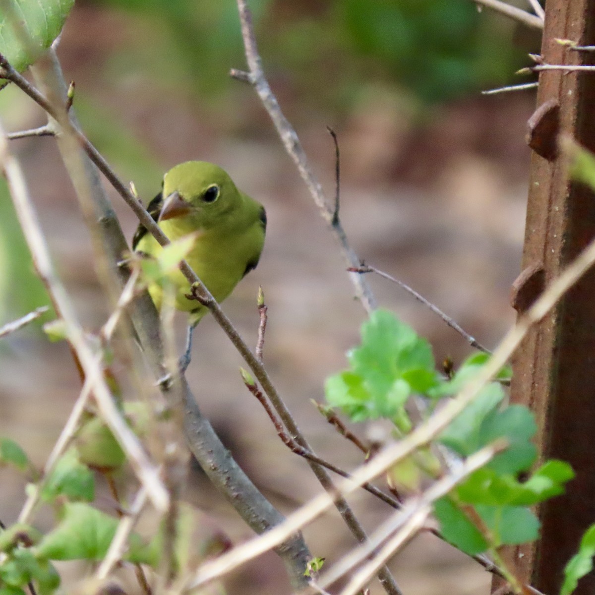 Scarlet Tanager - ML642498153