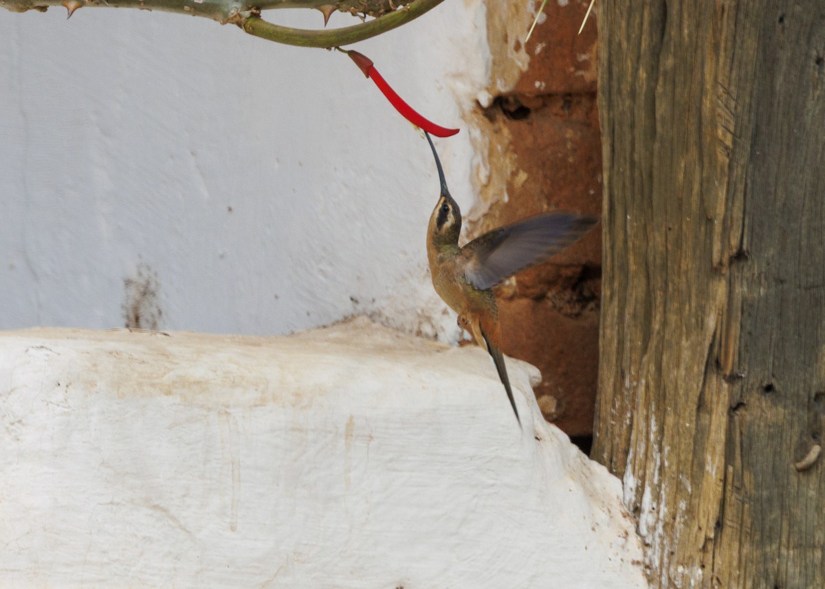 Planalto Hermit - ML642498161
