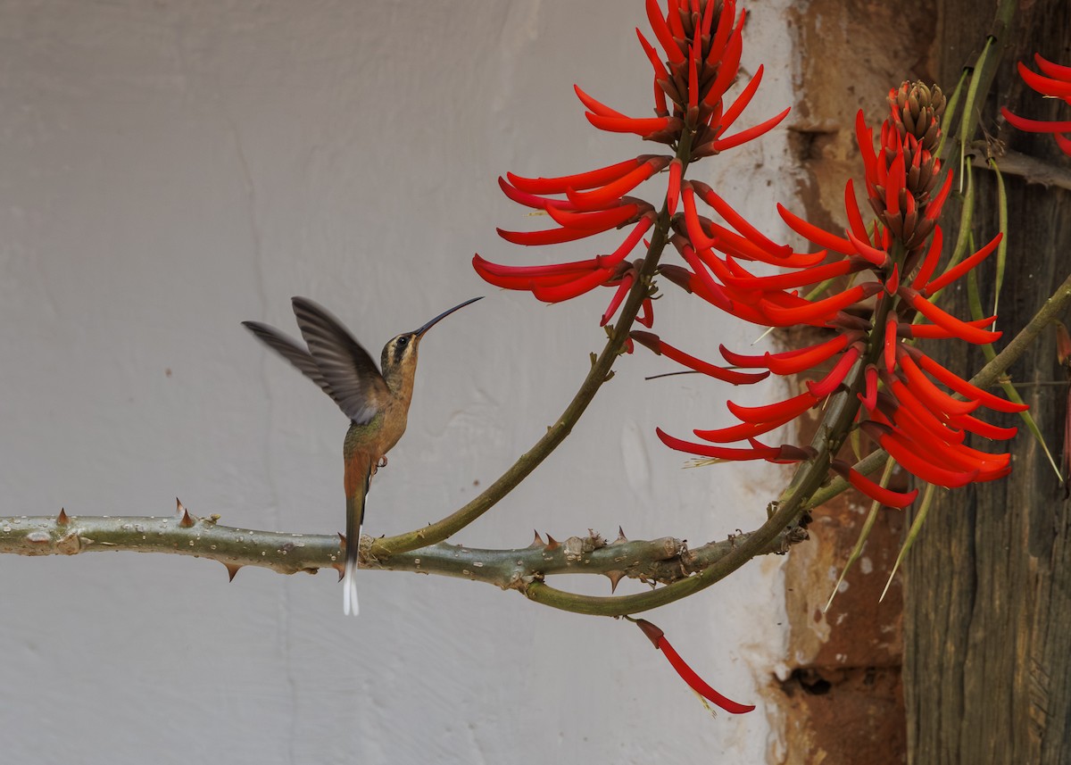 Planalto Hermit - ML642498162