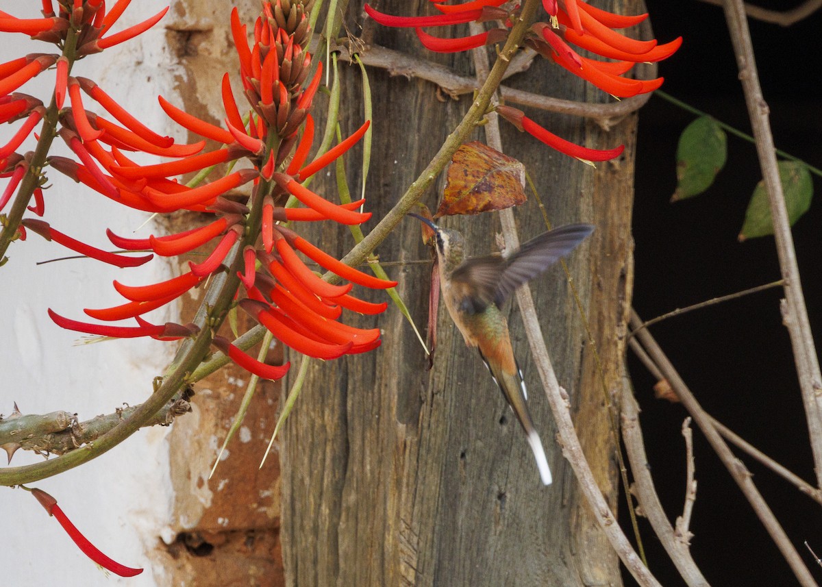Planalto Hermit - ML642498164