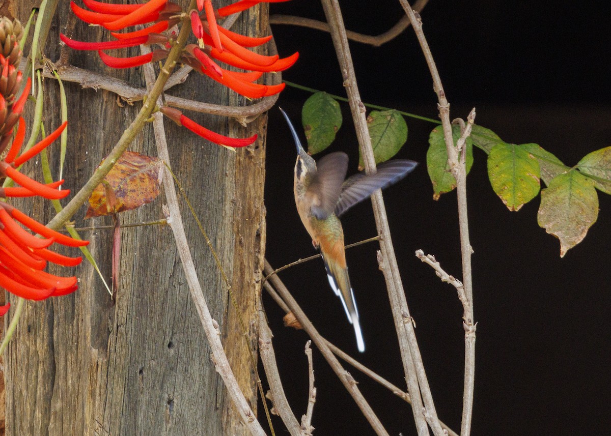 Planalto Hermit - ML642498165