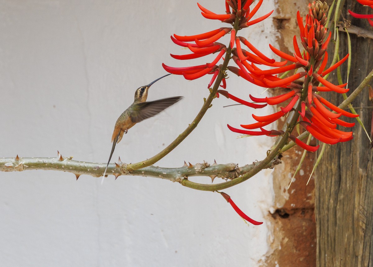 Planalto Hermit - ML642498166