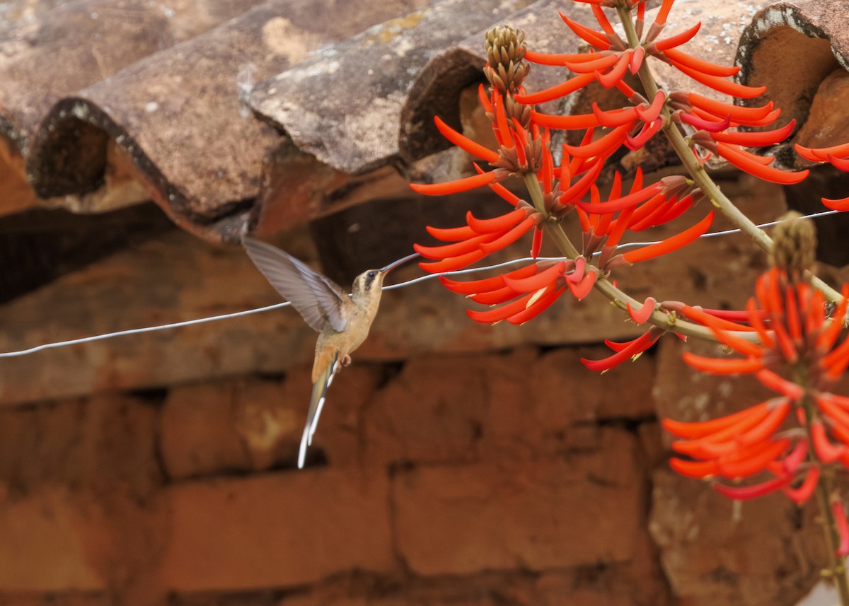 Planalto Hermit - ML642498167