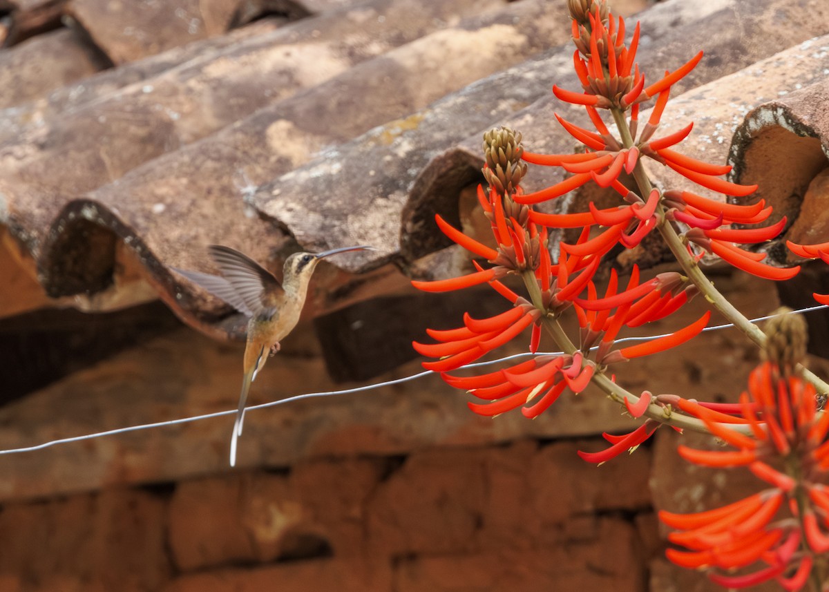 Planalto Hermit - ML642498168