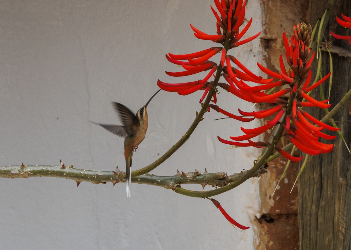 Planalto Hermit - ML642498170
