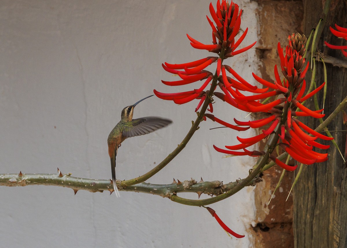 Planalto Hermit - ML642498171