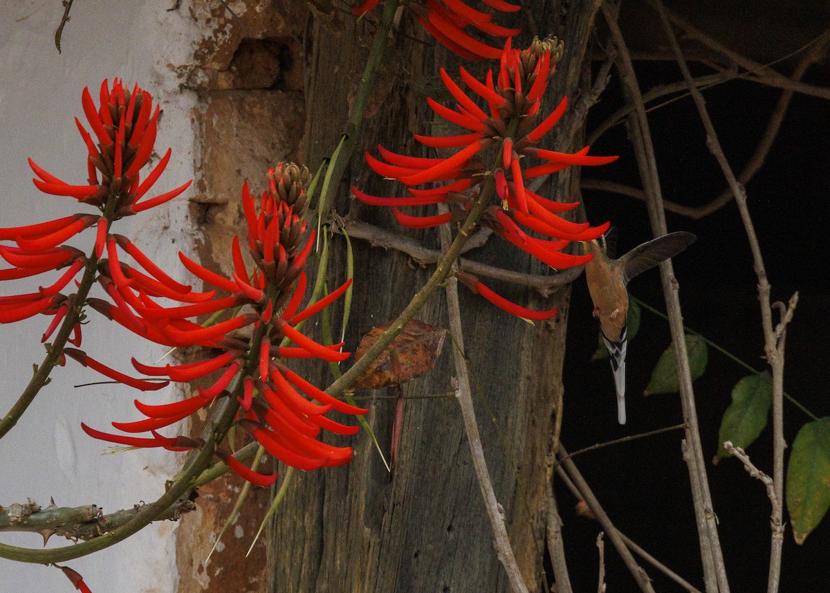 Planalto Hermit - ML642498172