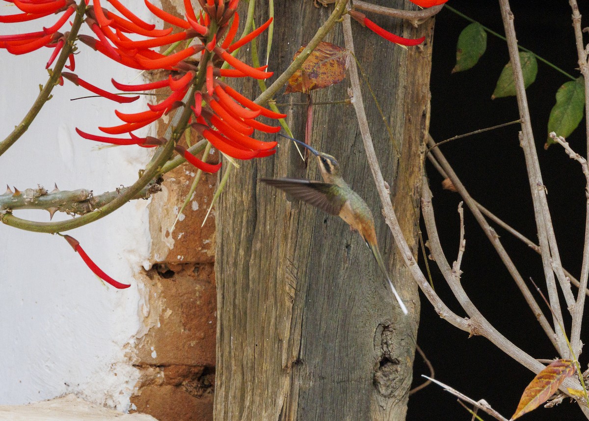 Planalto Hermit - ML642498173