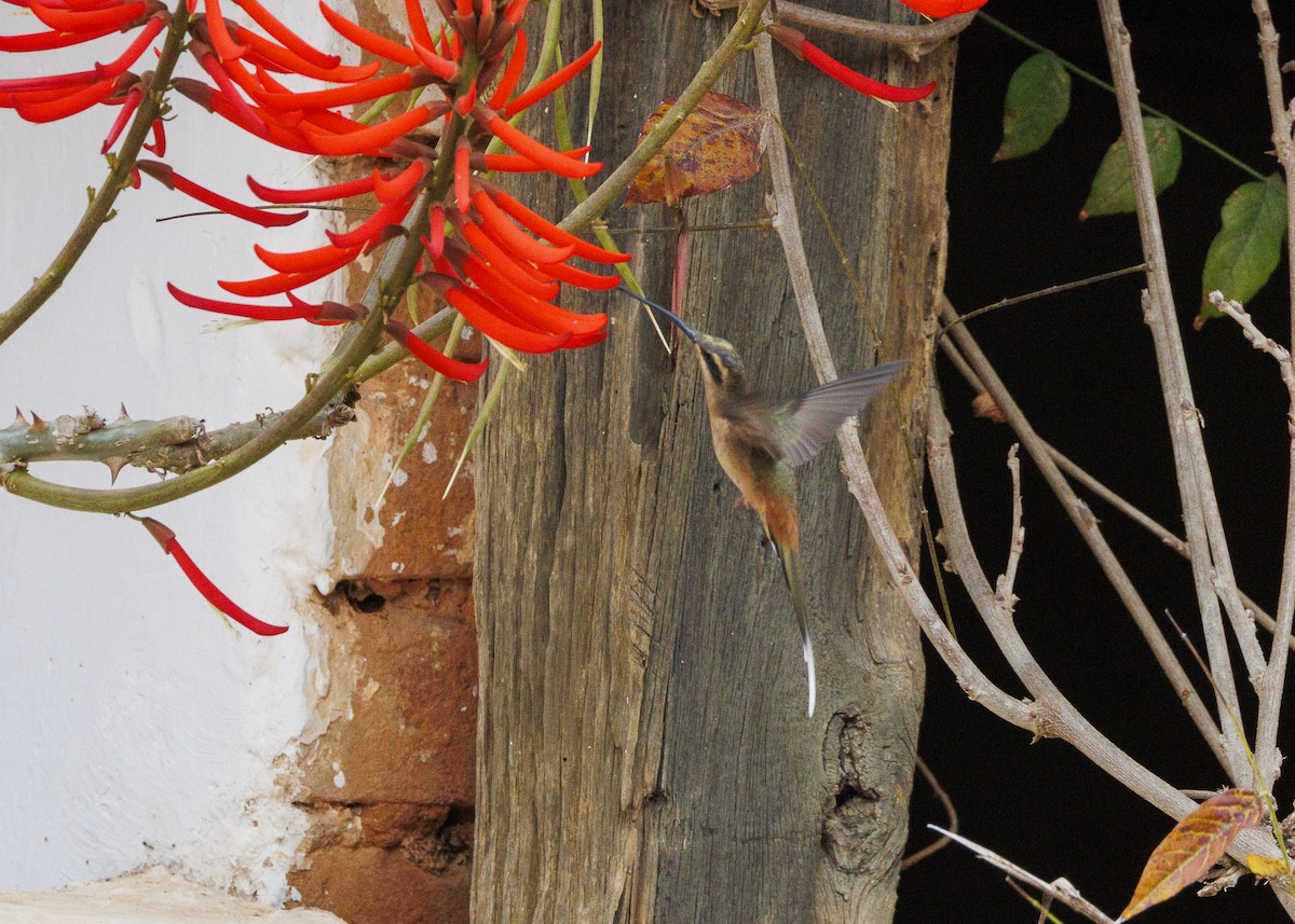 Planalto Hermit - ML642498174