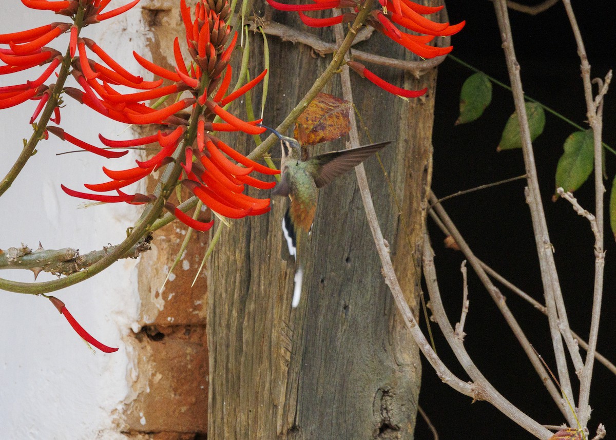 Planalto Hermit - ML642498175