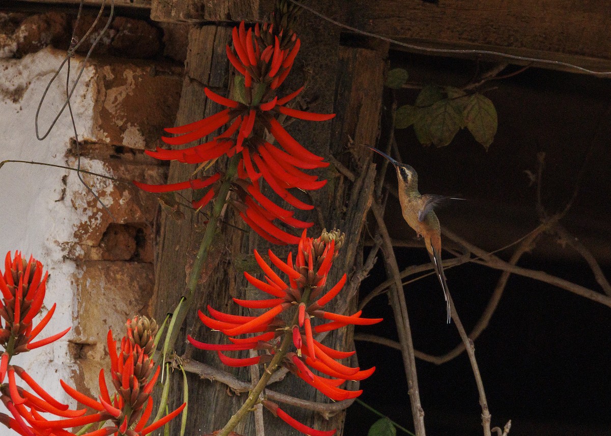 Planalto Hermit - ML642498176