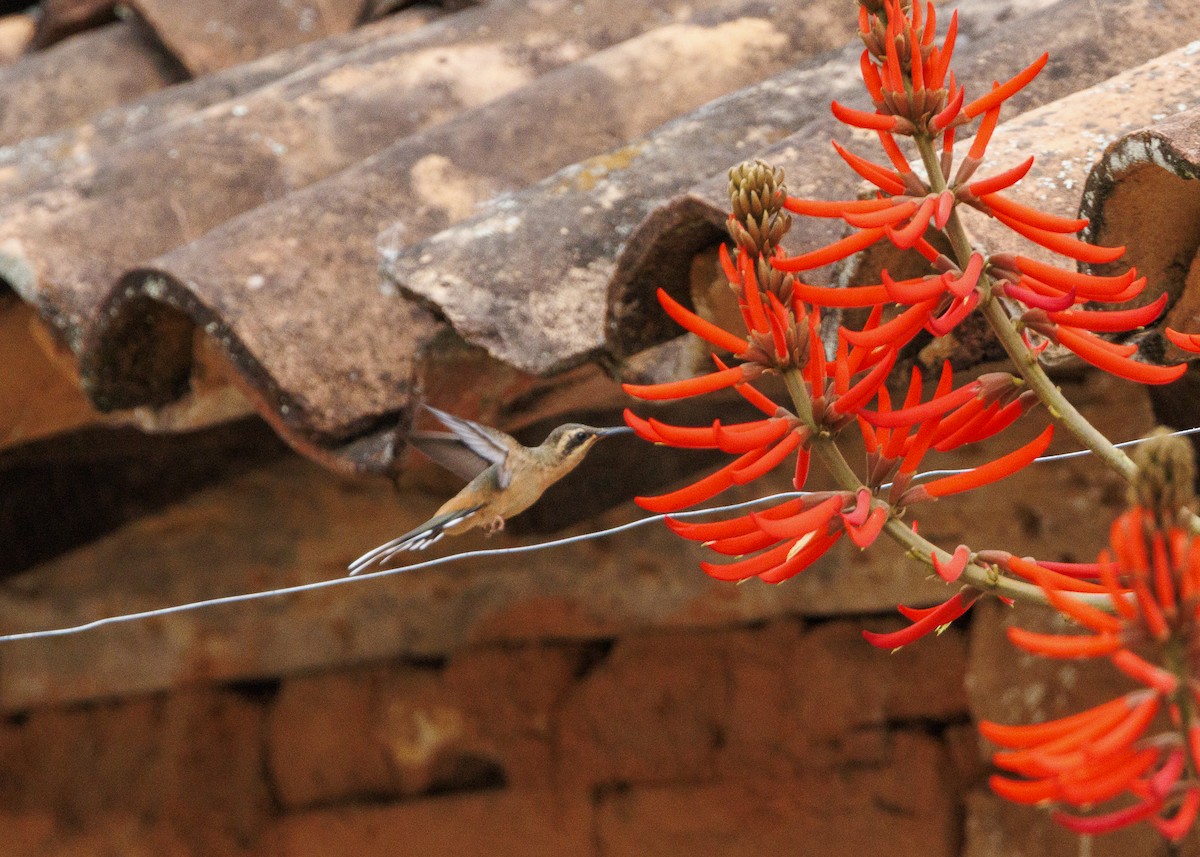 Planalto Hermit - ML642498178