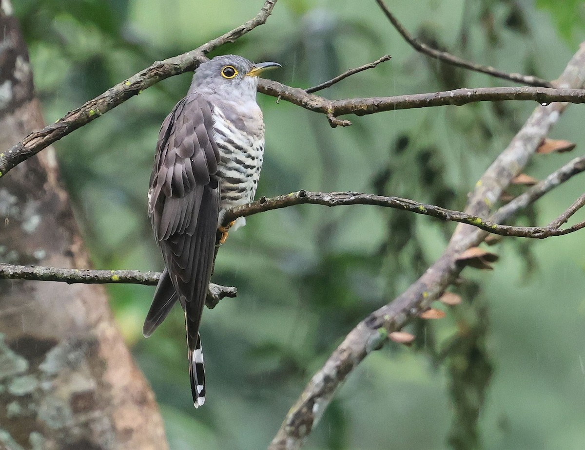 Indian Cuckoo - ML642498184