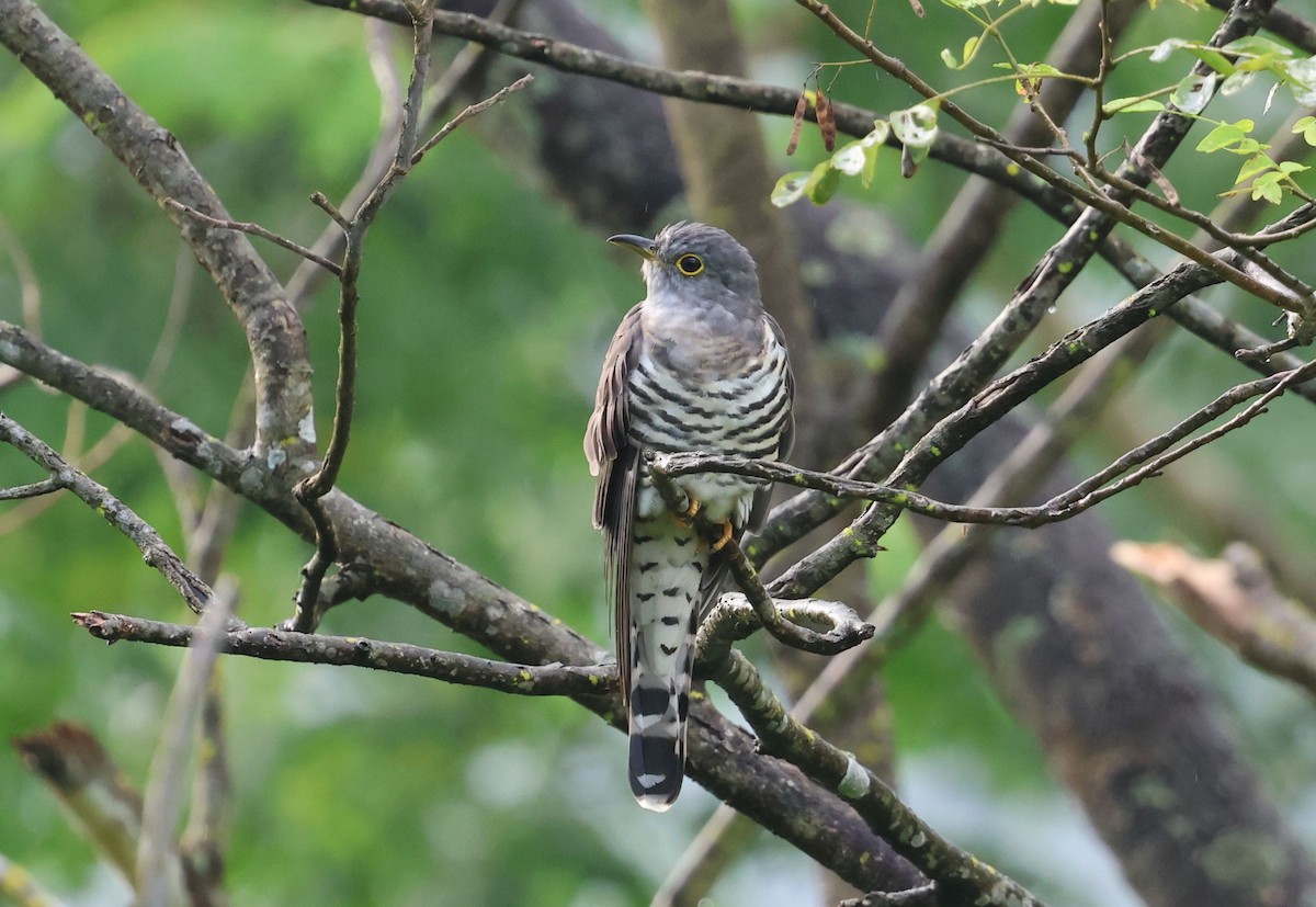 Indian Cuckoo - ML642498185