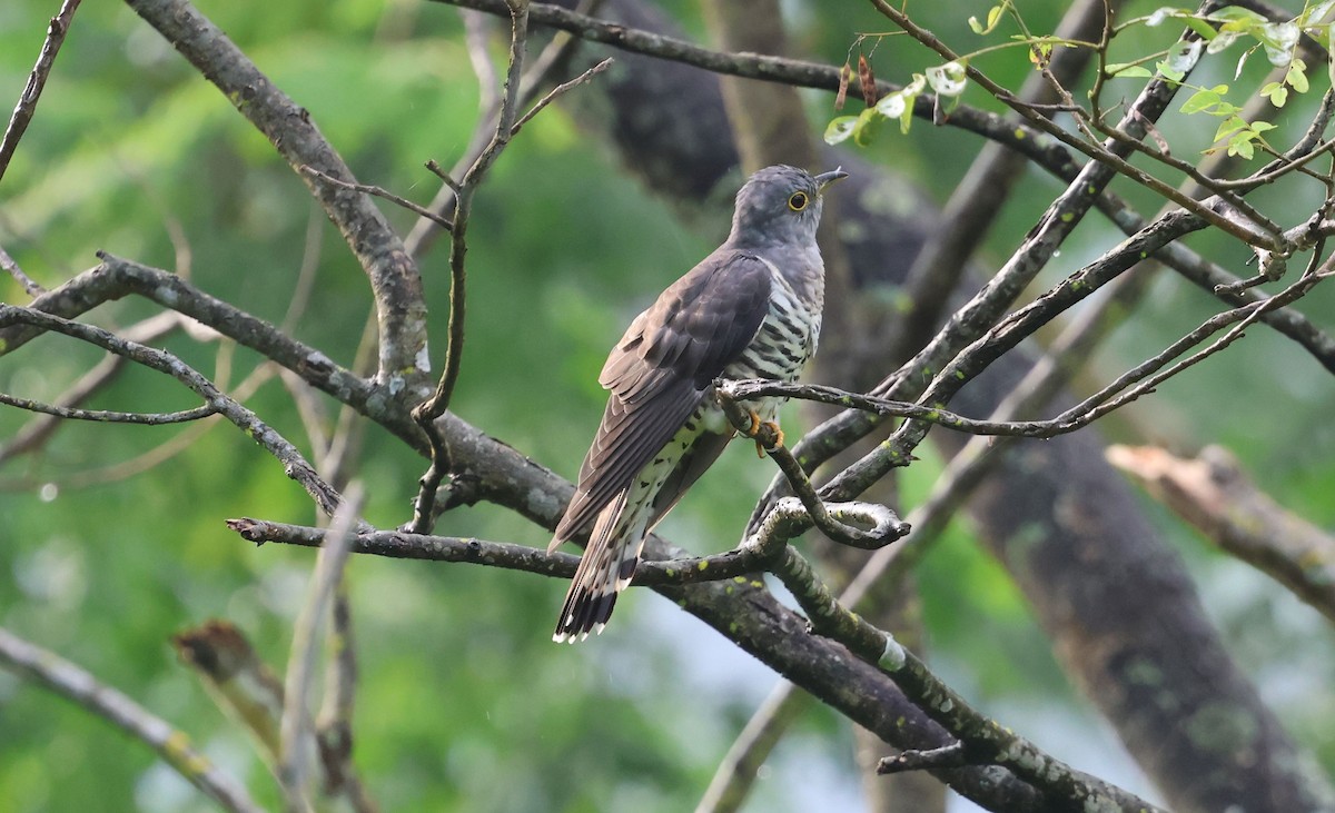 Indian Cuckoo - ML642498186