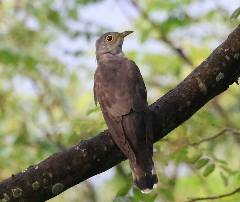 Indian Cuckoo - ML642498187