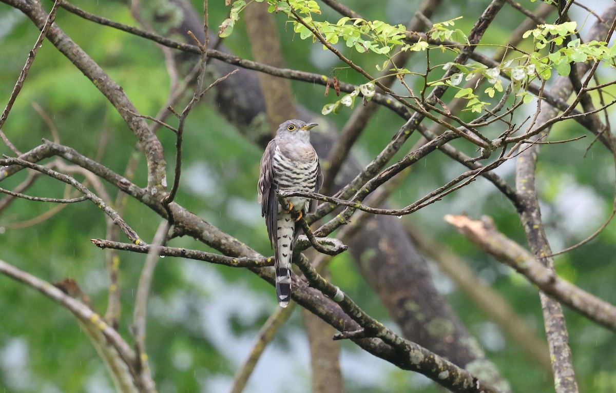 Indian Cuckoo - ML642498188