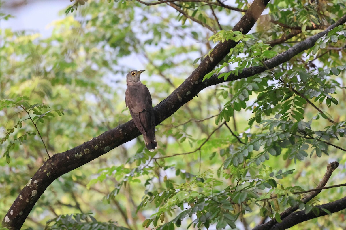 Indian Cuckoo - ML642498189
