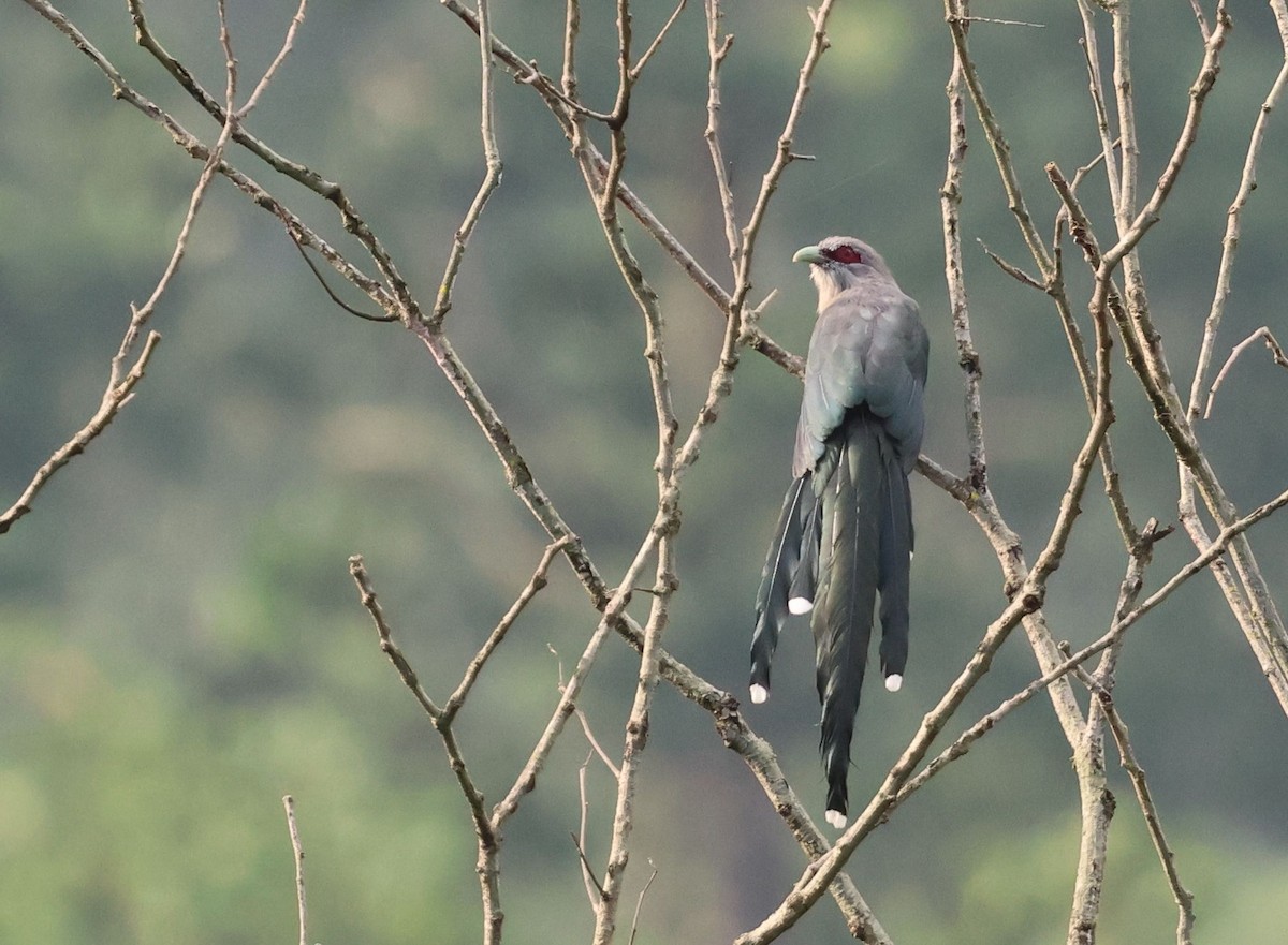 Green-billed Malkoha - ML642498199