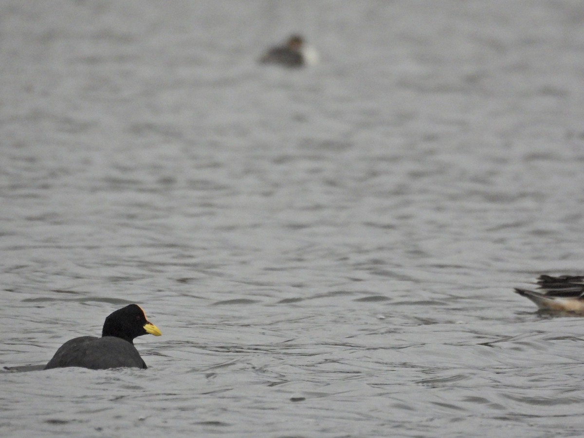 Red-gartered Coot - ML642498204