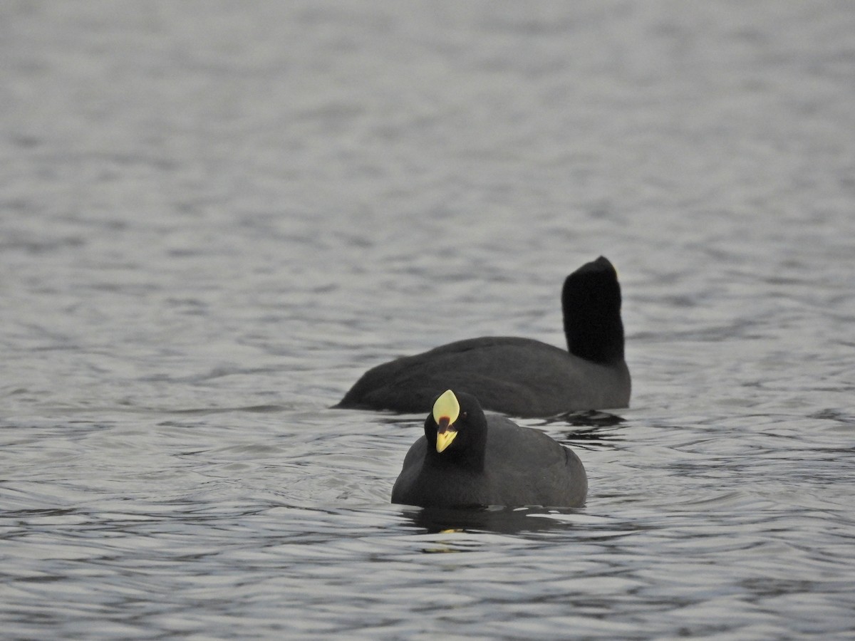 Red-gartered Coot - ML642498244