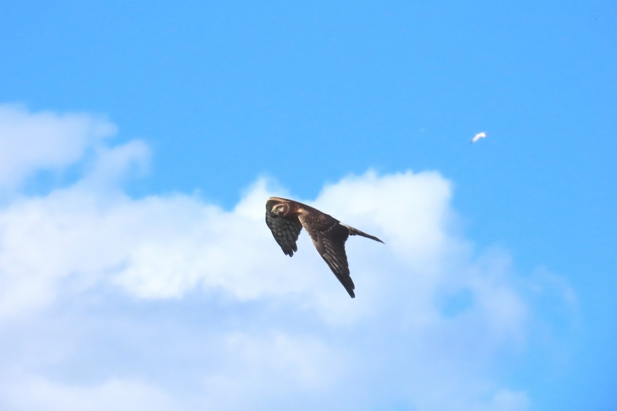 Northern Harrier - ML642498257
