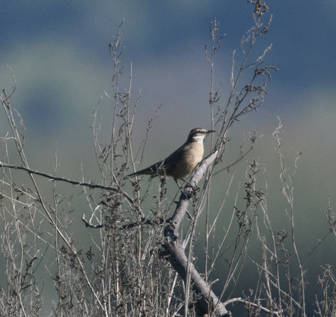 Buff-winged Cinclodes - ML642498259