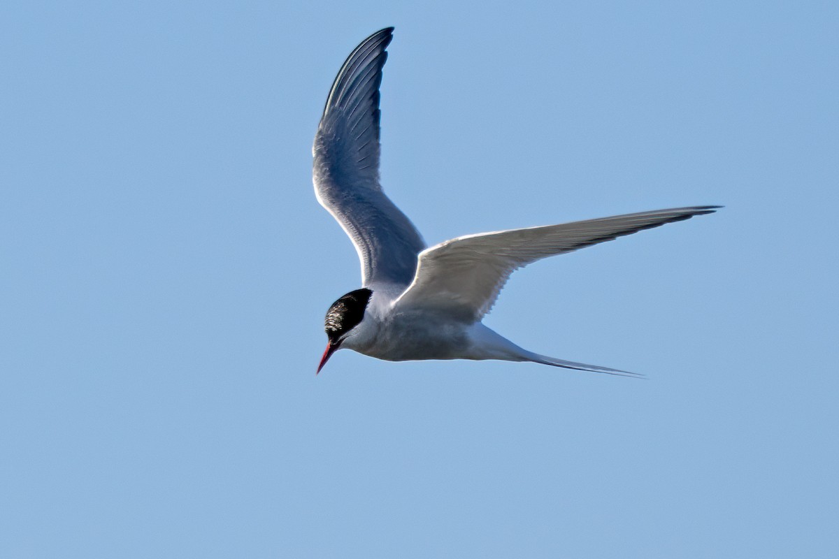Arctic Tern - ML642498275