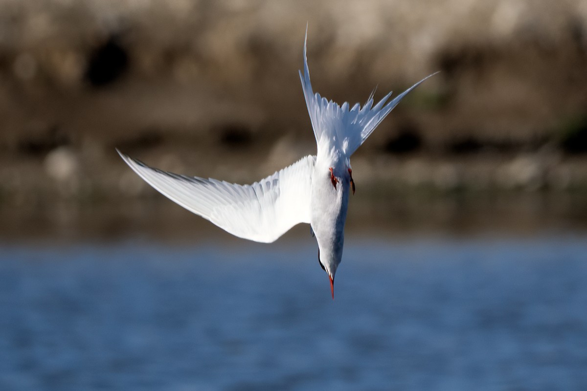 Arctic Tern - ML642498276