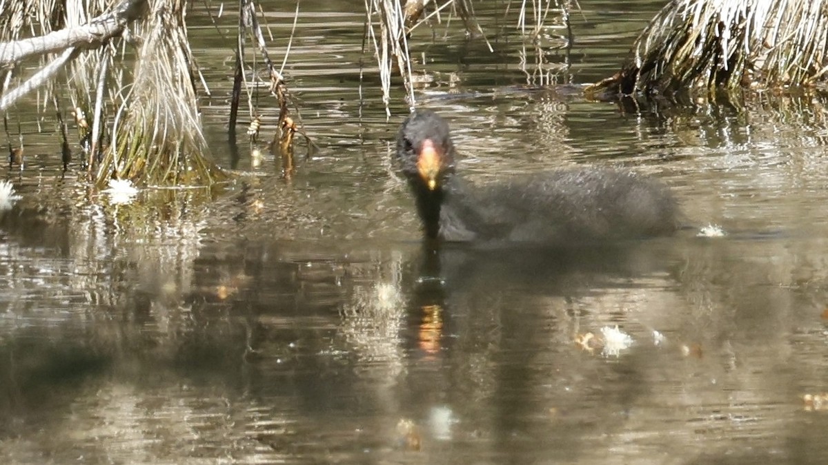 Australian Brushturkey - ML642498284
