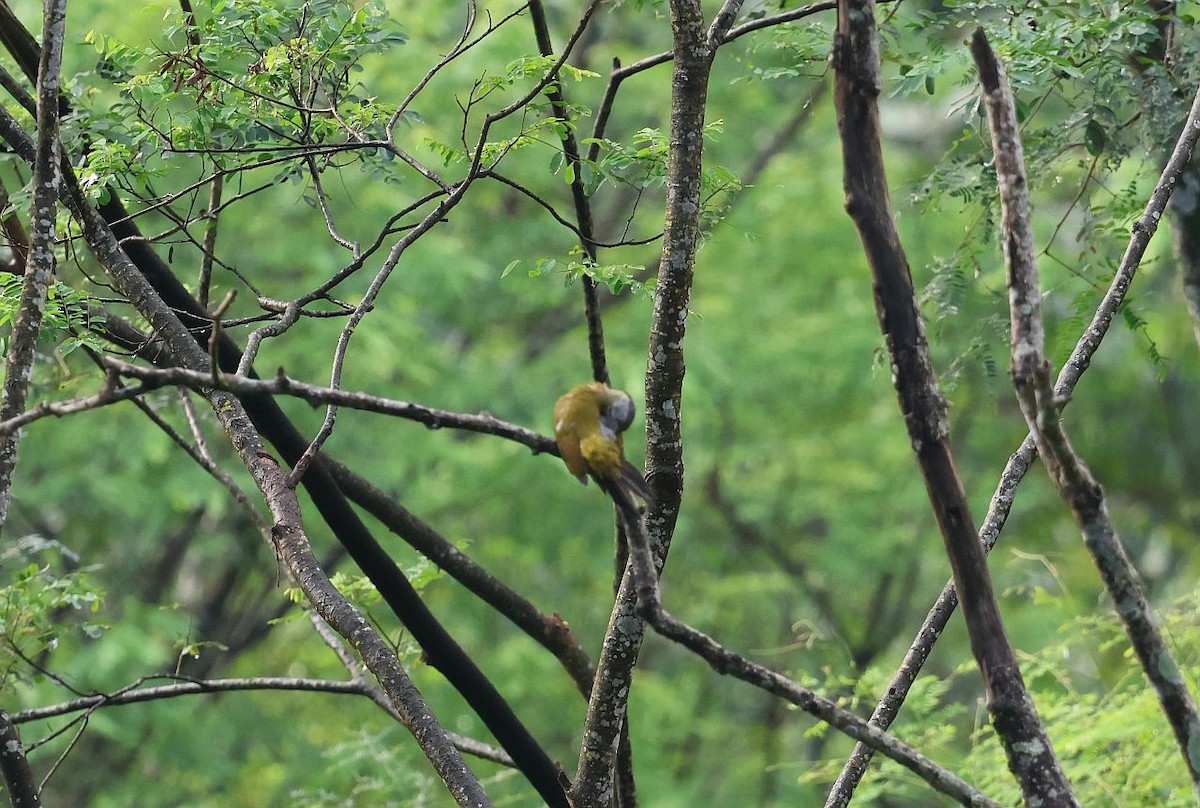 Gray-headed Woodpecker - ML642498323
