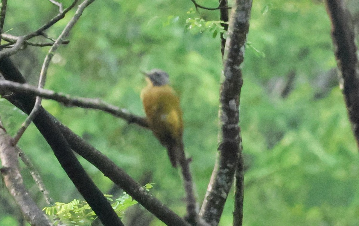 Gray-headed Woodpecker - ML642498324