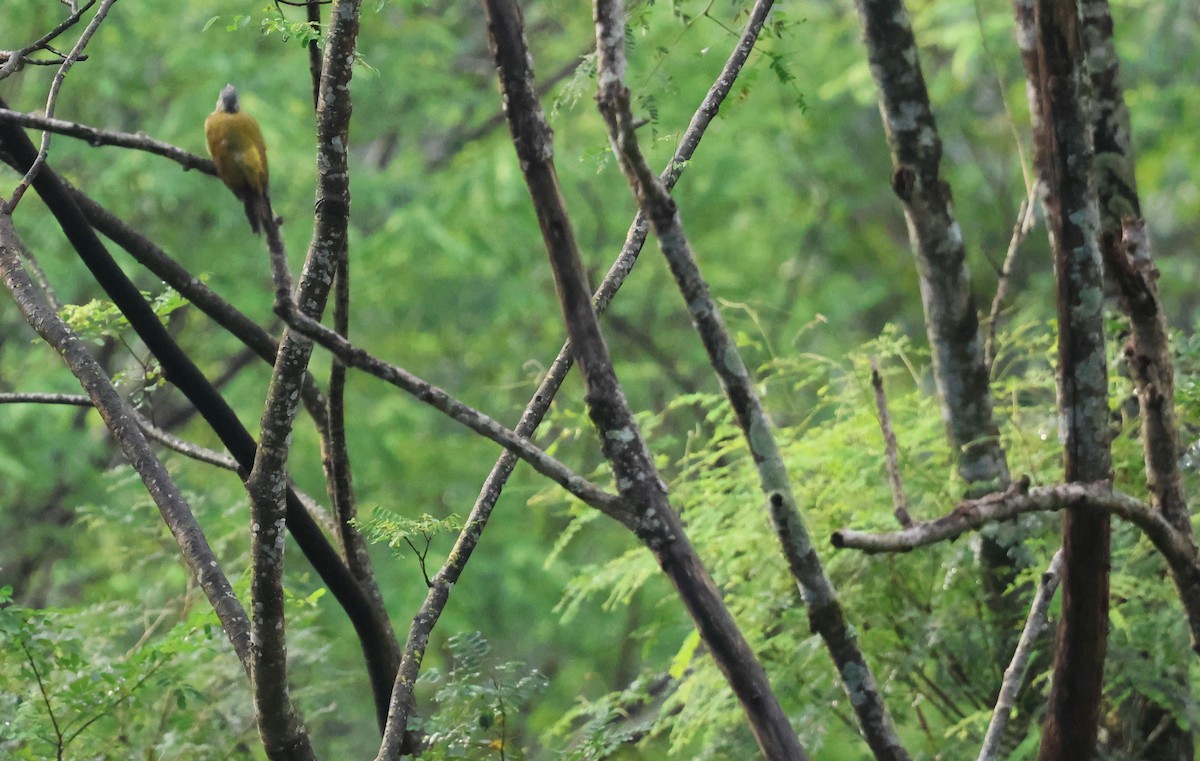 Gray-headed Woodpecker - ML642498325